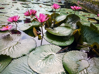 Pink lotus flower bloom beautiful in the center of pond. Lily water pink colored