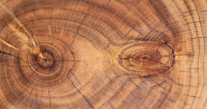 rings of a walnut trunk polished for the manufacture of interior details, processed beautiful walnut wood used for the manufacture of objects close up, serving stand