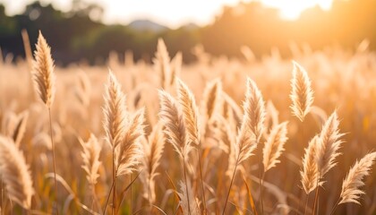 Fototapeta premium Autumn wheat stalks swaying in breeze high resolution photo