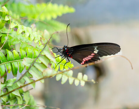 Cattleheart butterfly