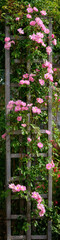 Tall and narrow, the rustic wooden trellis supports a lush cascade of vivid pink roses climbing upward in a vibrant display of natural beauty and structured growth