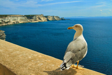 Seagull and cliffs at Bonifacio, Corsica island