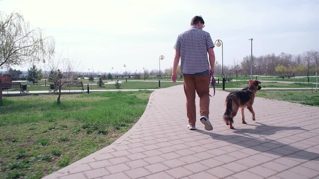 man walking his dog in the park, shepherd walking zig zag, very excited