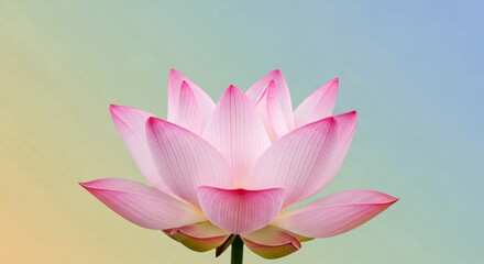 Close up of a blossoming pink lotus flower with delicate petals. Nature beauty and spiritual symbolism for wellness and meditation.