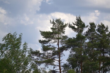 Sky above the pine trees. Summer day in the forest. Blue sky with clouds above the tops of tall...