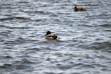 A duck is swimming in the water. A waterfowl is swimming on the wavy gray-blue surface of the lake. It has a gray-brown color with white stripes. The duck is resting with its wings folded.