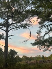 sunset in the forest