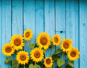 Obraz premium Bright yellow sunflowers bloom vibrantly in front of a rustic blue wooden fence, creating a cheerful and colorful contrast that captures the essence of a sunny summer day.