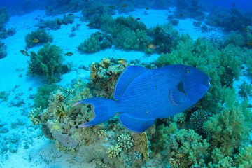 a blue triggerfish swims over the reef in the red sea