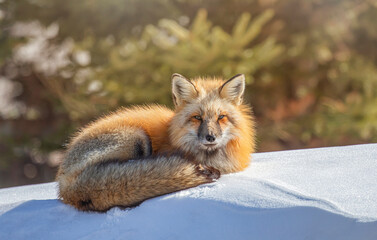 Red fox