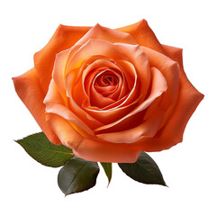 Una rosa en fondo blanco