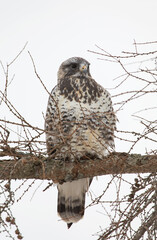 Rough-legged hawk