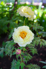 Blooming paeonia flowers in a peaceful Japanese garden.