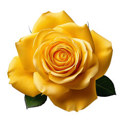 Una rosa en fondo blanco