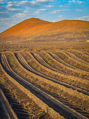 AERIAL: Expansive field of vineyards, where vines thrive in volcanic black soil. Meticulously...