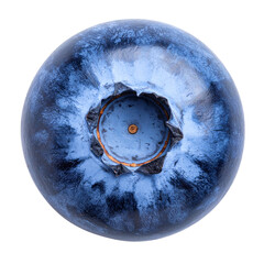 Single blueberry showing crown on white background