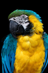 Gelbbrust-Ara vor einem schwarzen Hintergrund


