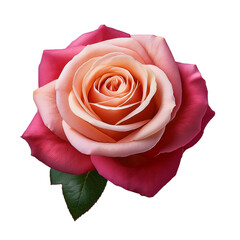 Una rosa en fondo blanco