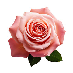 Una rosa en fondo blanco