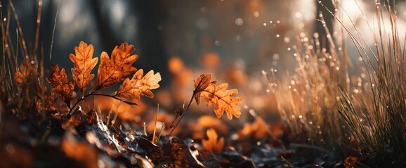 Autumn leaves in a serene forest setting.