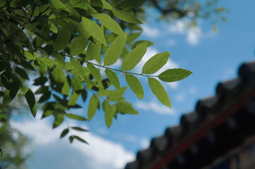green leaves against blue sky