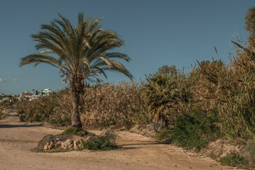 Palm trees on the beach, on blue sky background in Cyprus, Paphos. Exotic plants Evergreen Foliage palms landscape. 