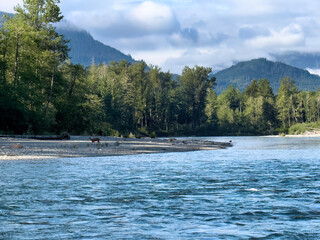Skagit river in Washington state in late spring season with single deer on river bank