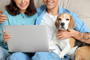 Young couple with cute Beagle dog and laptop on sofa at home, closeup