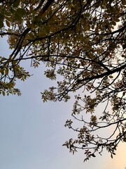 Diagonal composition showing a walnut tree crown with young leaves on one side and a clear evening sky with a crescent moon on the other. Warm-toned image capturing calm and seasonal contrast.