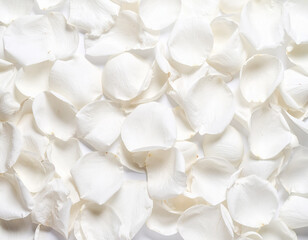 Background Image of Pure White Rose Petals 10
