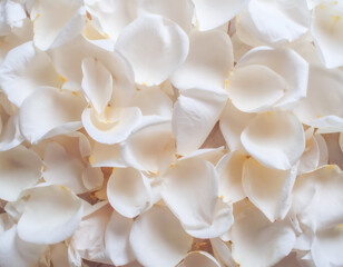 Background Image of Pure White Rose Petals 11