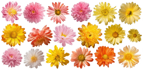 A set of various colors and types of chrysanthemum flowers isolated on a white background, png, transparent
