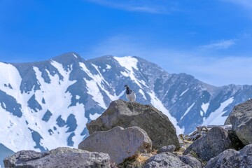 Obraz premium 雪山バックにお気に入りのお立ち台でくつろぐ雷鳥オス