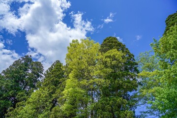 Obraz premium 青空バックに見る新緑の若葉の情景