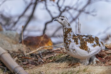 枯れ草の上を悠々と歩く雷鳥メス