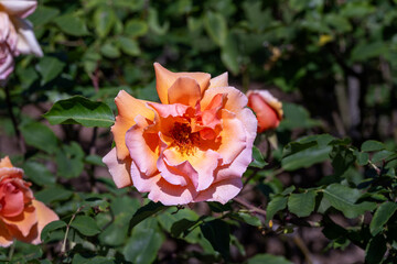 Beautiful orange flower of the rose Just Joey in the sunshire in spring
