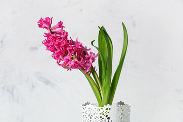Beautiful pink hyacinth flower in pot on light background