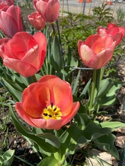 Fototapeta premium red tulips in the garden
