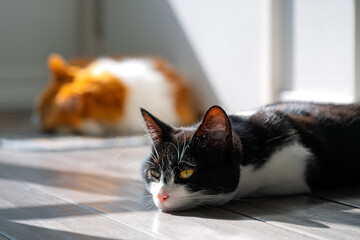A female black and white short hair domestic cat relaxes in the sunlight with an orange and white long hair Maine Coon behind her inside a home.