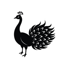 Peacock Feathers Vector Black and White