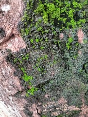 moss growing on mango tree trunks