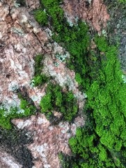 moss growing on mango tree trunks