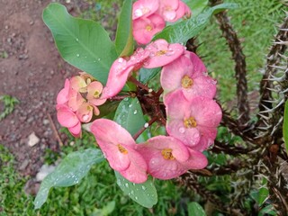 Beautiful Blooming Flowers in the Morning Garden