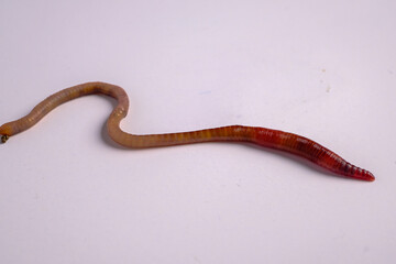Earthworm crawling on white background for biology display