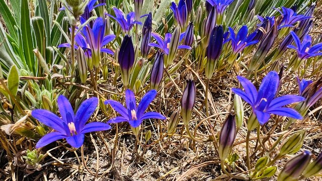 brodiaea elegans on a field in california, wild purple flowers