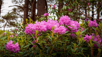 Pink rhododendron flowers close-up May 2025 Northumberland UK