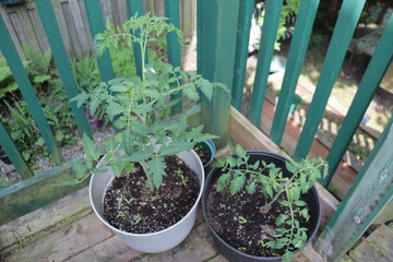 Plants in a pot and the culture of tomatoes in summer. Urban garden in summer.