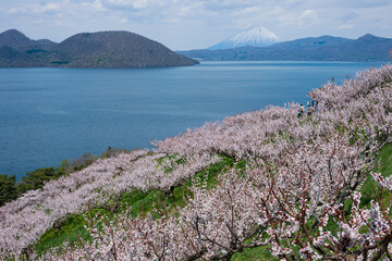 梅満開の壮瞥公園の展望台から洞爺湖 羊蹄山が見渡せる絶景