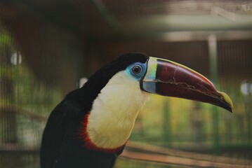 Toucan portrait 