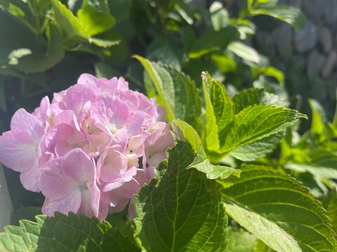 満開のあじさい（紫陽花）（ピンク）